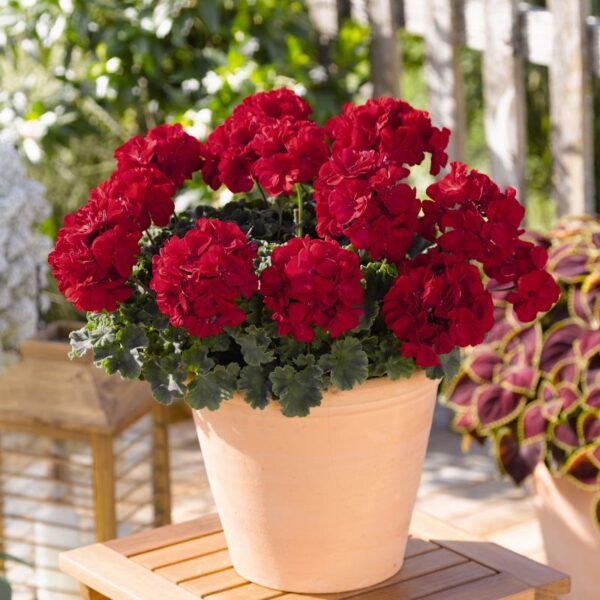 Viirpelargoon 'Savannah™ Really Red' 10tk