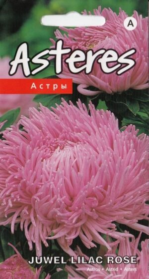 Aedaster ‘Krallen Juwel Lilac Rose’ 0,3g