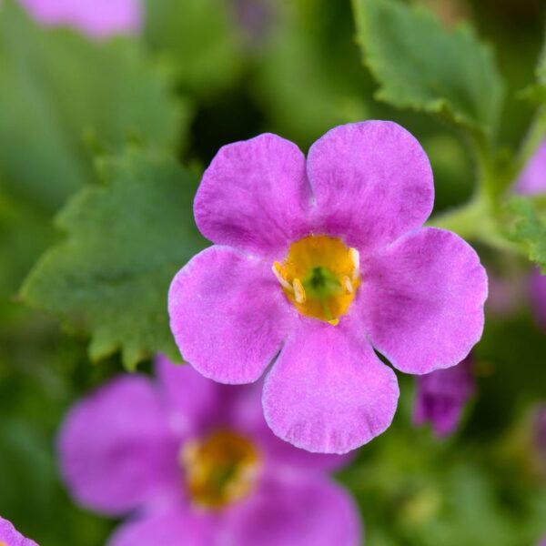 Suutera 'Scopia Gulliver Pink' 10tk