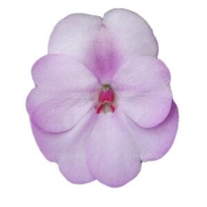 Sultan-lemmalts ‘SunPatiens® Compact Orchid Blush’ 10tk
