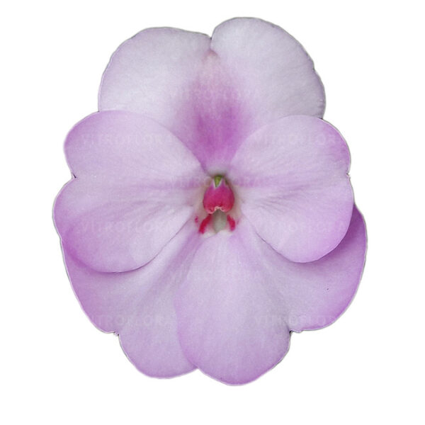 Sultan-lemmalts 'SunPatiens® Compact Orchid Blush' 10tk