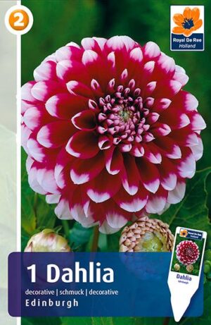 Daalia ‘Edinburgh’ 1tk