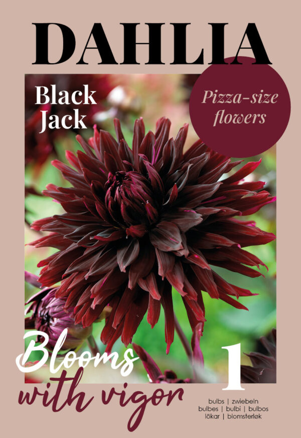 Daalia 'Black Jack' 1tk