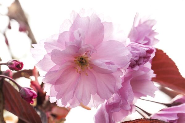 Peensaagjas kirsipuu 'Royal Burgundy' P23 50cm tüvel