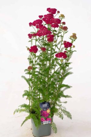 Harilik raudrohi ‘Milly Rock Rose’ P14 Eestis kasvatatud