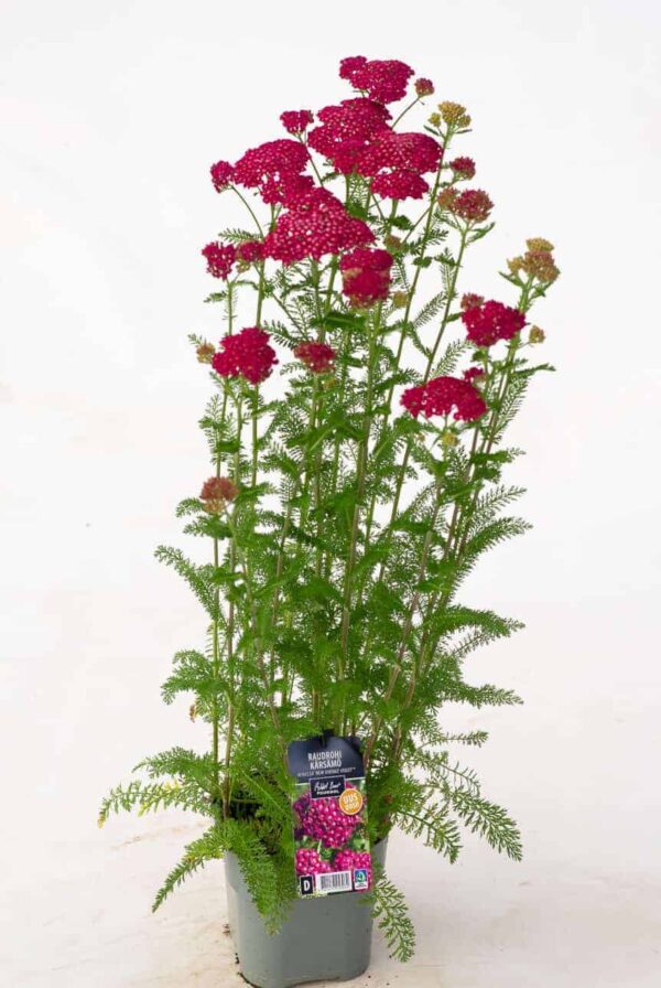 Harilik raudrohi 'Milly Rock Rose' P14 Eestis kasvatatud