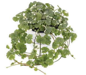 Harilik maajalg ‘Variegata’ 10 tk