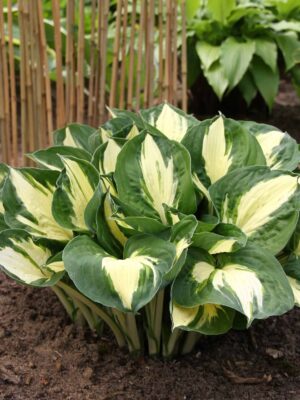 Hosta ‘Pathfinder’ C1,4