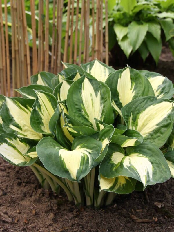 Hosta 'Pathfinder' C1,4