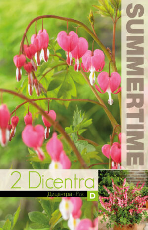 Murtudsüda ‘Pink’ 1tk