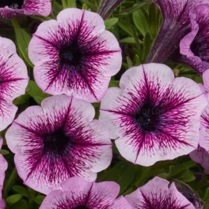 Petuunia ‘Littletunia Pink Splash’ 10tk