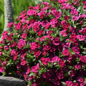 Puispetuunia ‘Aloha Double Purple’ 10tk