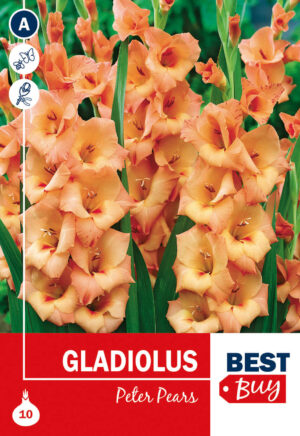 Gladiool ‘Peter Pears’ 5tk