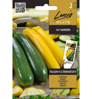 Suvikõrvits ‘Paladin H’/’Terminator H’