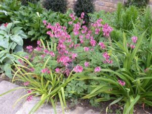 Kaunis murtudsüda ‘Pink Diamonds’ P14 Eestis kasvatatud