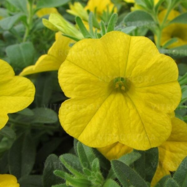 Puispetuunia 'Aloha Kona Yellow 2026 (Honeycomb)' 10tk