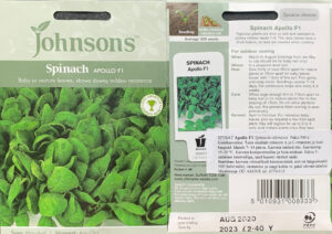 Spinat ‘Apollo’