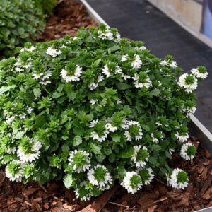 Tiiviklill ‘Touch White’ 10 tk