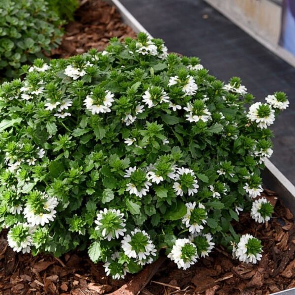 Tiiviklill 'Touch White' 10 tk