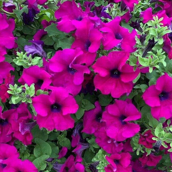 Petuunia 'Surfinia Purple' 10tk