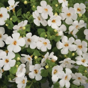 Suutera ‘Scopia Gulliver Dynamic White’ 10tk