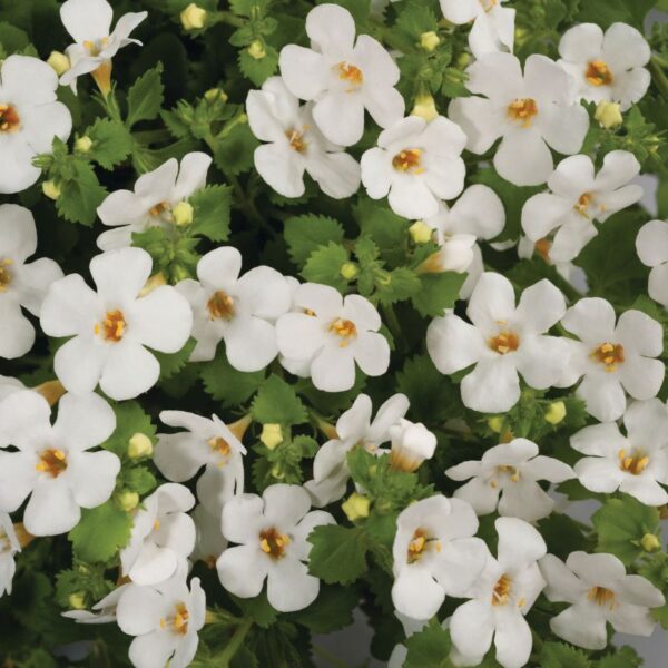 Suutera 'Scopia Gulliver Dynamic White' 10tk