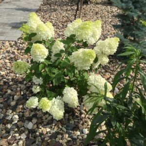 Aedhortensia ‘Polar Bear’ P19