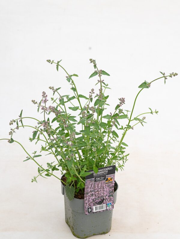 Mussini naistenõges 'Amelia' P17 Eestis kasvatatud