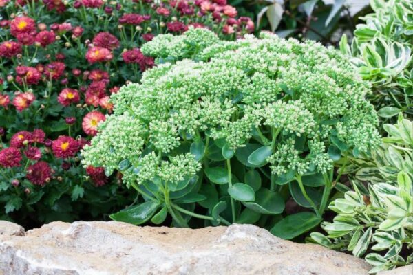 Kukehari 'Herbstfreude' P14 Eestis kasvatatud