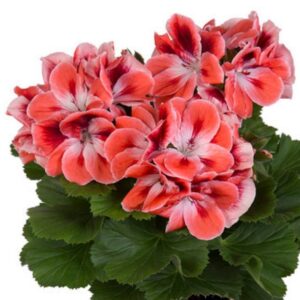 Suureõieline pelargoon ‘Manderin’ 10tk