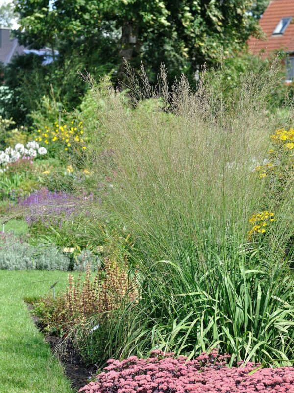 Roog-sinihelmikas 'Karl Foerster' P19 Eestis kasvatatud