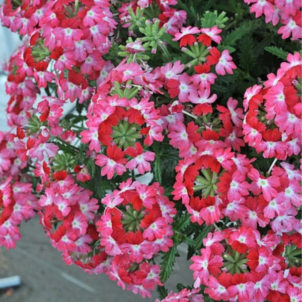 Aed-raudürt 'Wicked Pink Pepper' 10tk