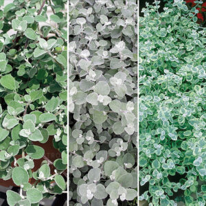 Käokuld ‘FloraSet Helichrysum’ 10 tk