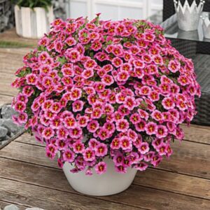 Puispetuunia ‘Tik Tok Rose’ 10tk