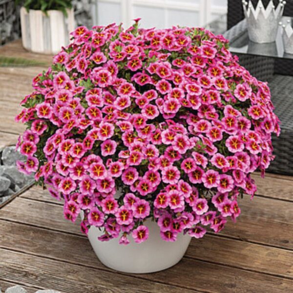 Puispetuunia 'Tik Tok Rose' 10tk