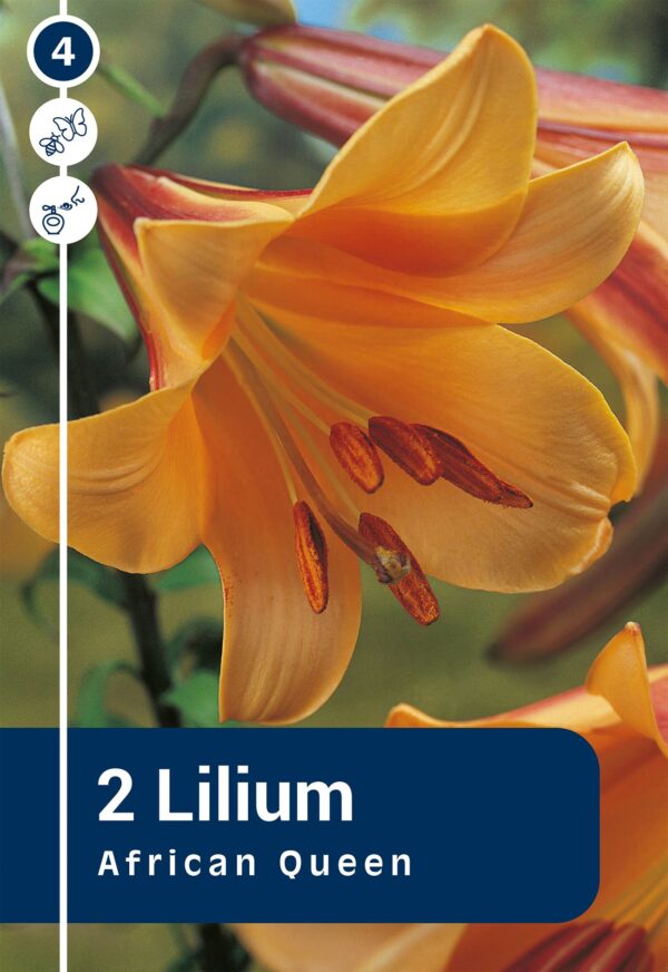 Trompetiilia 'African Queen' 2tk