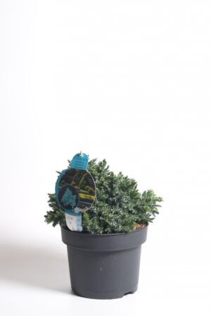 Kirju kadakas ‘Blue Star’ P15