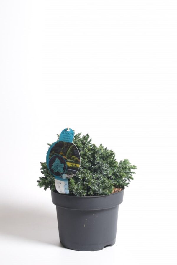 Kirju kadakas 'Blue Star' P15