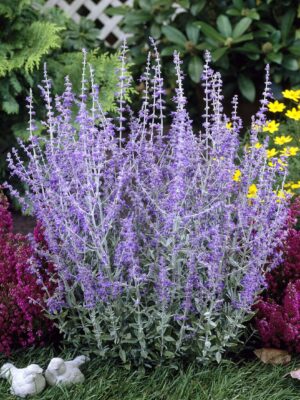 Harilik perovskia ‘Little Spire’ P17 Eestis kasvatatud