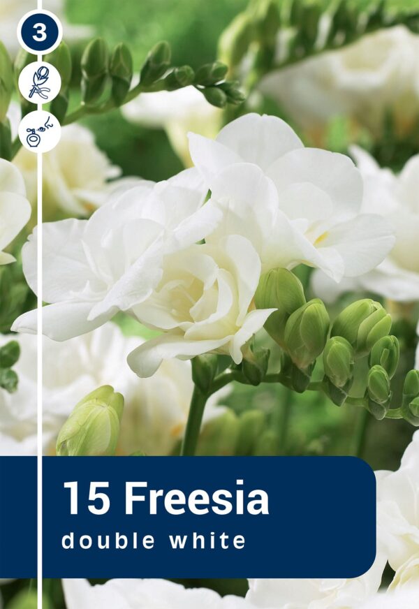 Freesia täidisõieline valge 15tk