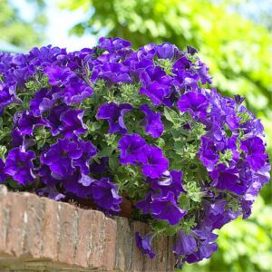 Petuunia ‘Surfinia Giant Blue’ 10tk