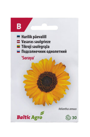 Päevalill ‘Soraya’ 30s