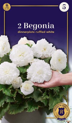 Begoonia ‘Ruffled White’ 2tk