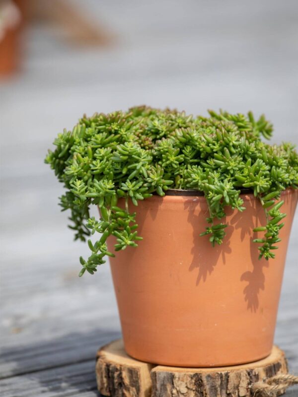 Valge kukehari 'Coral Carpet' P12 Eestis kasvatatud