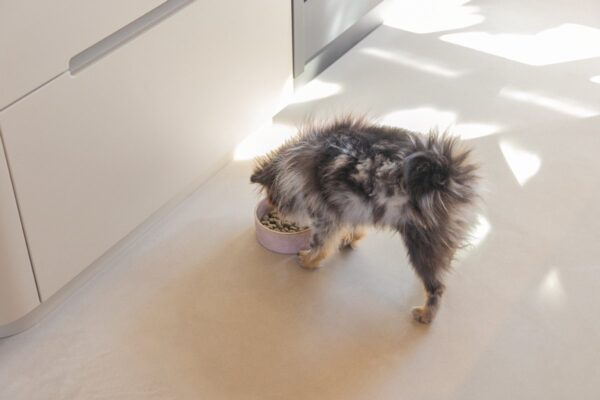 Sööginõu koerale Jace roosa Ø13,5x5cm 430ml