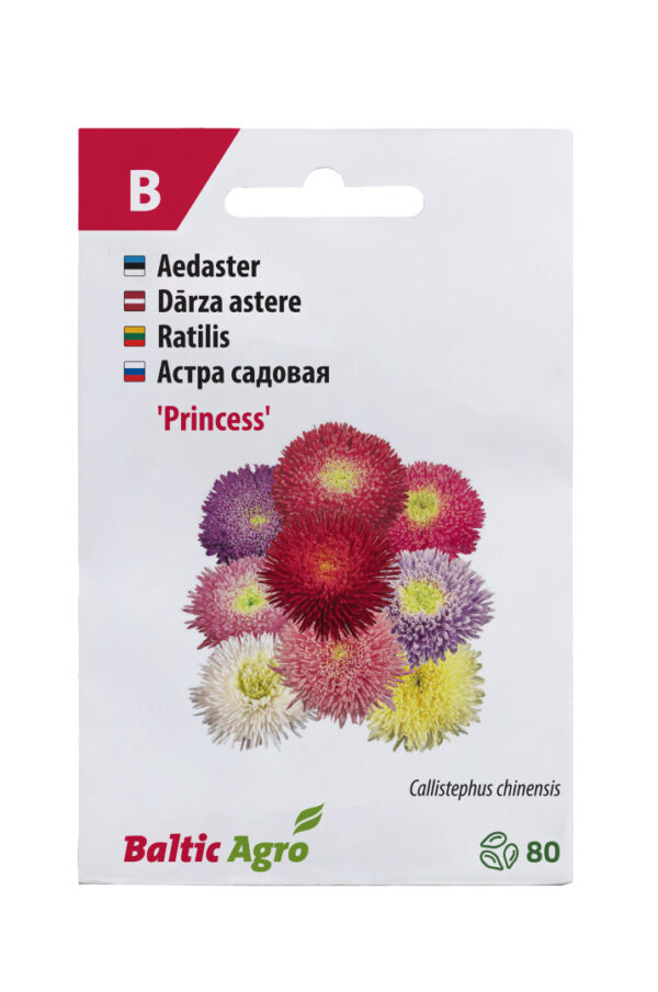 Aster 'Princess' 80s