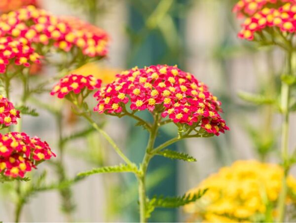 Harilik raudrohi 'Milly Rock Red' P14  Eestis kasvatatud