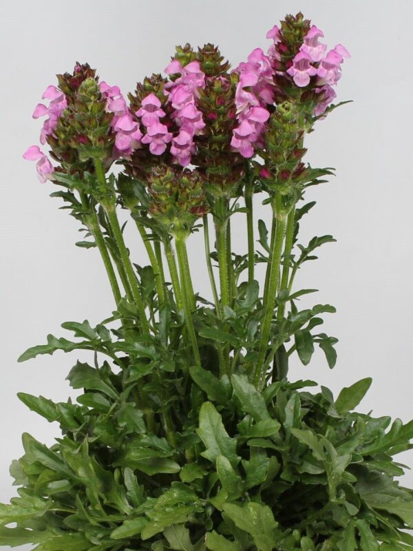 Käbihein 'Summer Daze' P17 Eestis kasvatatud