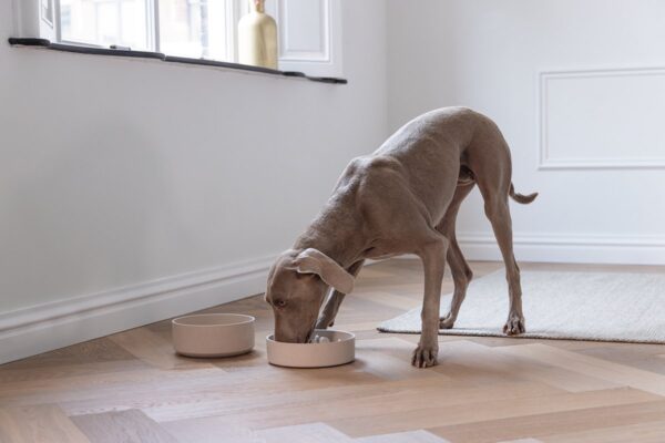 Sööginõu koerale Noor beež 1,4L