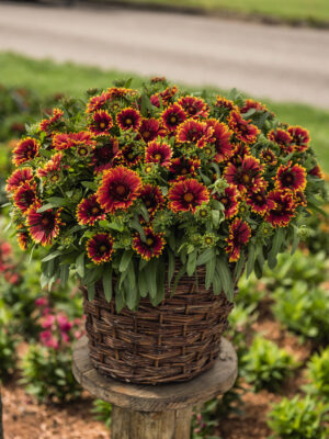 Mõrsjalill ‘Orange Halo’ P17 Eestis kasvatatud